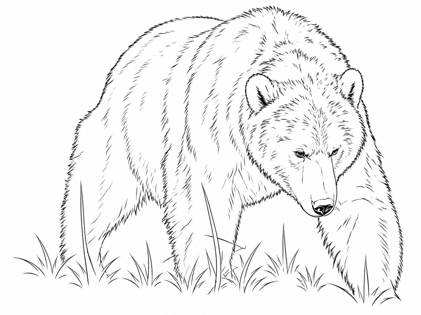 Alaska – Walking with Bears